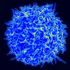 t cell - blue with black background